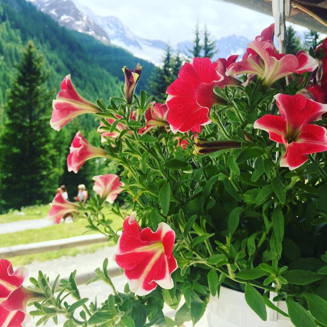Hotel Gembro Chiesa in Valmalenco Eksteriør billede
